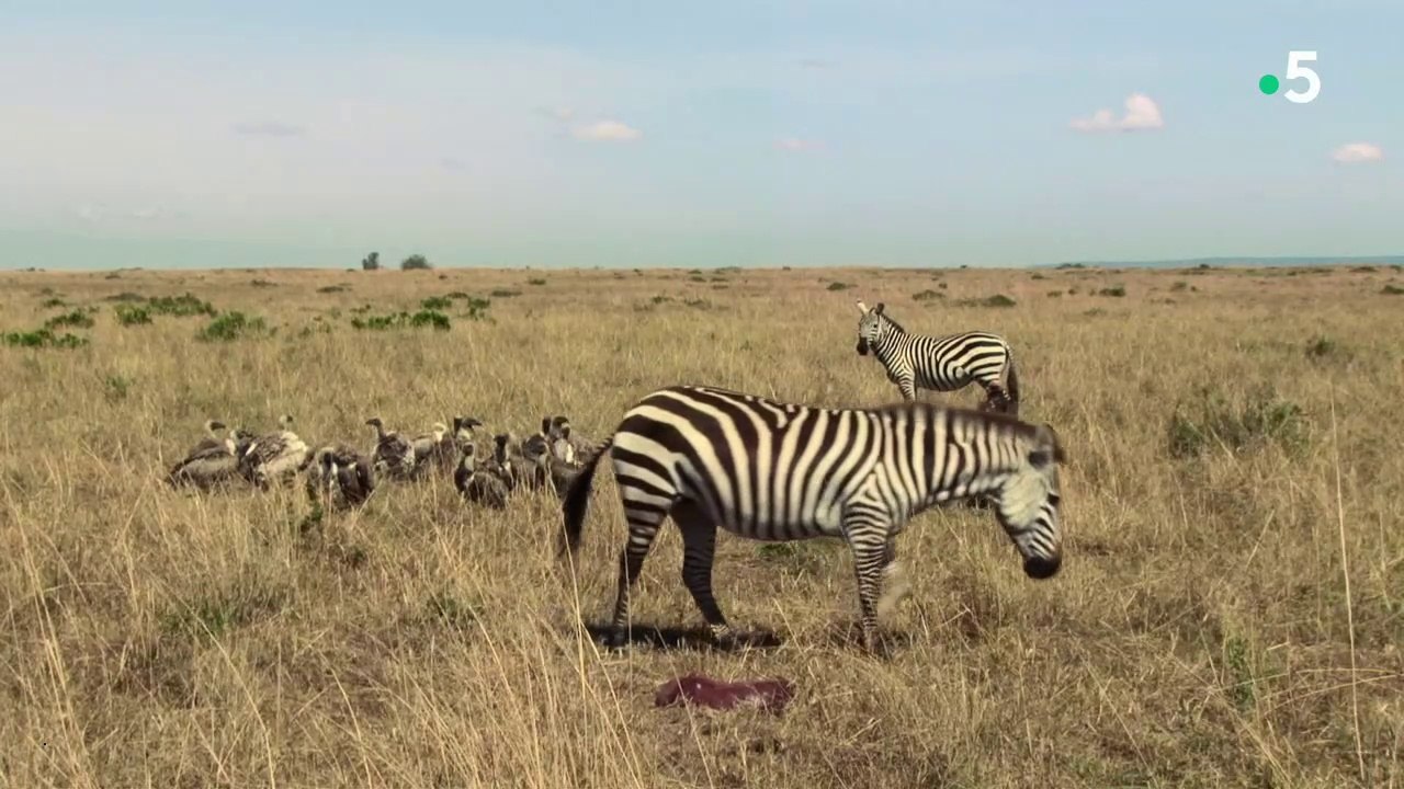 La vie des animaux - Survivre aux premiers jours