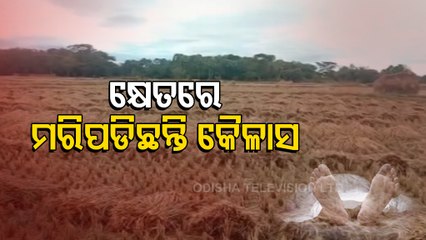Farmer Allegedly Kills Self After Suffering Crop Damage In Ganjam
