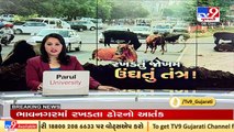 Female BJP worker attacked by stray cattle in Vadodara _ TV9News