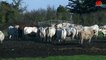 Golfe du Morbihan   |  Les Vaches de l'Ile Tascon - TV Golfe