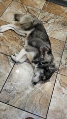 Kitten Gets Comfortable in Doggy's Thick Fur