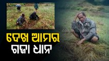 Paddy Crops In Bhakrak’s Chandbali Damaged Due To Cyclone Jawad Triggered Rainfall