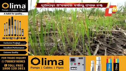 Paddy Crops Damaged Due To Cyclone Jawad Triggered Rainfall In Nuapada