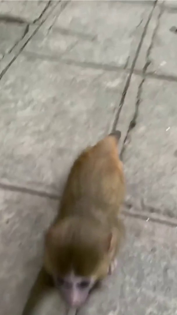 ⁣monkey  vs men | #dailymotion | #pets  #animals | #funny #video