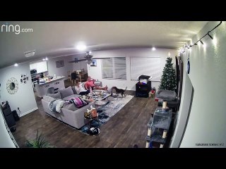 Puppy Dog Help Decorate Christmas Tree