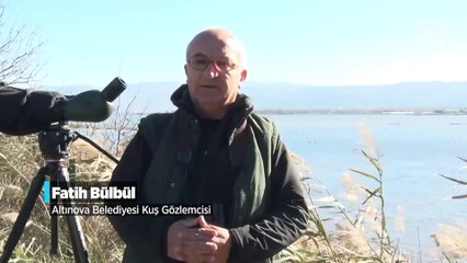 "Kuş oteli" Hersek Lagünü flamingolarla şenlendi