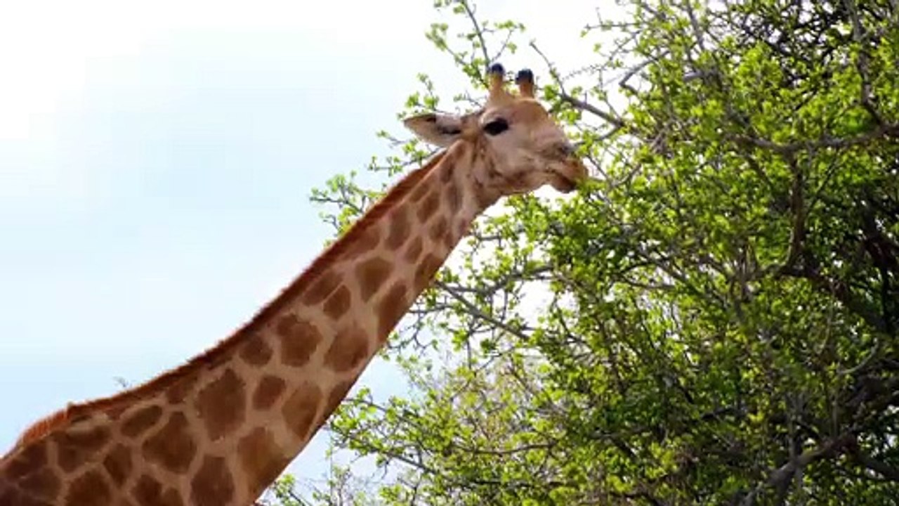 A Giraffe Eating Leaves On Tall Trees