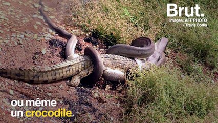 Comment les serpents avalent leurs proies