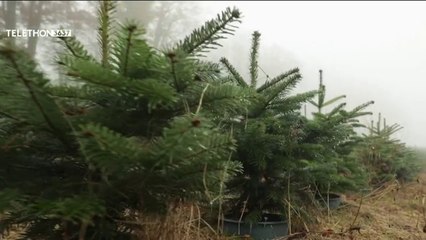 Jardin - Noël, le sapin durable