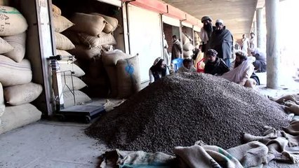 Afganistan'ın çam fıstığı üreticileri