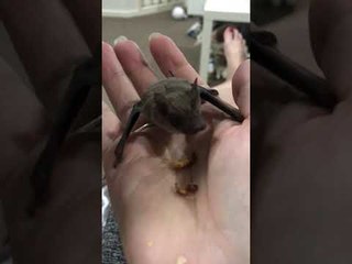 Microbat Munches on a Mealworm