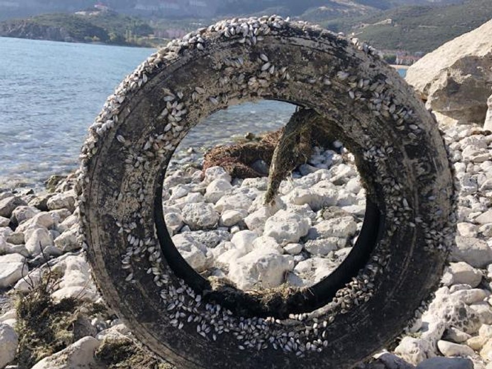 Son dakika haber | 'GICIRGAN' MİDYENİN ATIKLAR ÜZERİNDE YAŞAM SAVAŞI