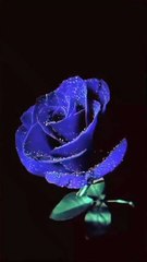 Beautiful Flowers  The Best Relax Music