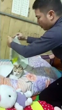 Ông bố trải ổ cho mèo ngủ