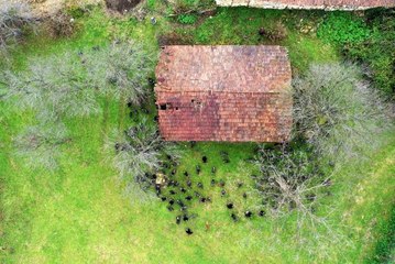 Kandıralı hindi üreticisinin yılbaşı mesaisi erken başladı