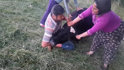 Poşet Yutan İneği Kurtarma Operasyonu