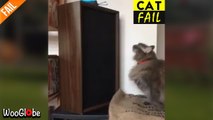 'Cat Fail | Maine Coon Takes the Entire Cabinet Down with her'
