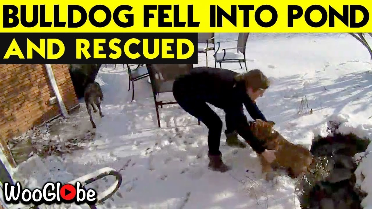 'Bulldog steps on thin ice and falls into freez...