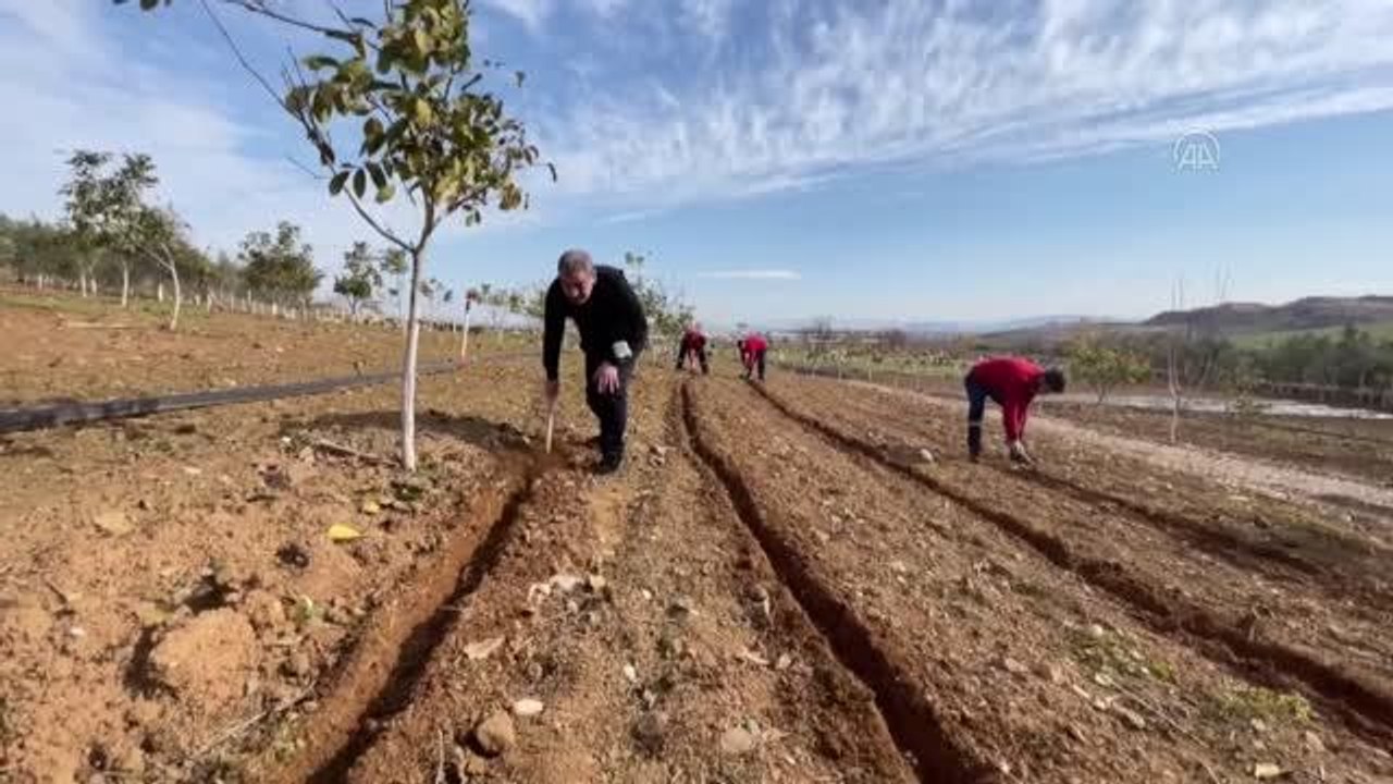 KAHRAMANMARAŞ - Maraş dondurmasına lezzet veren salep fideleri toprakla buluşturuldu