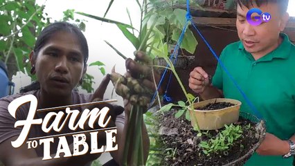 Farm To Table: Urban farming hacks for plantitas and plantitos in the metro