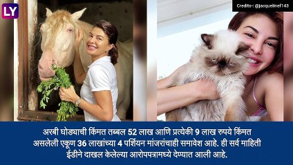 Jacqueline Fernandez: महागडी जनावरं गिफ्ट घेणं महागात पडले ,ईडीने मुंबई विमानतळावर रोखले