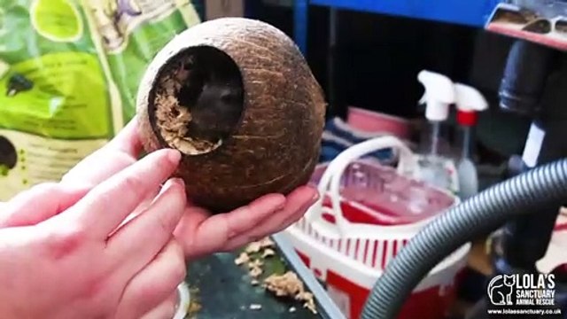 Crawley based animal sanctuary seeks donations this Christmas