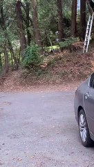 Free Range Flock Come Running When Called