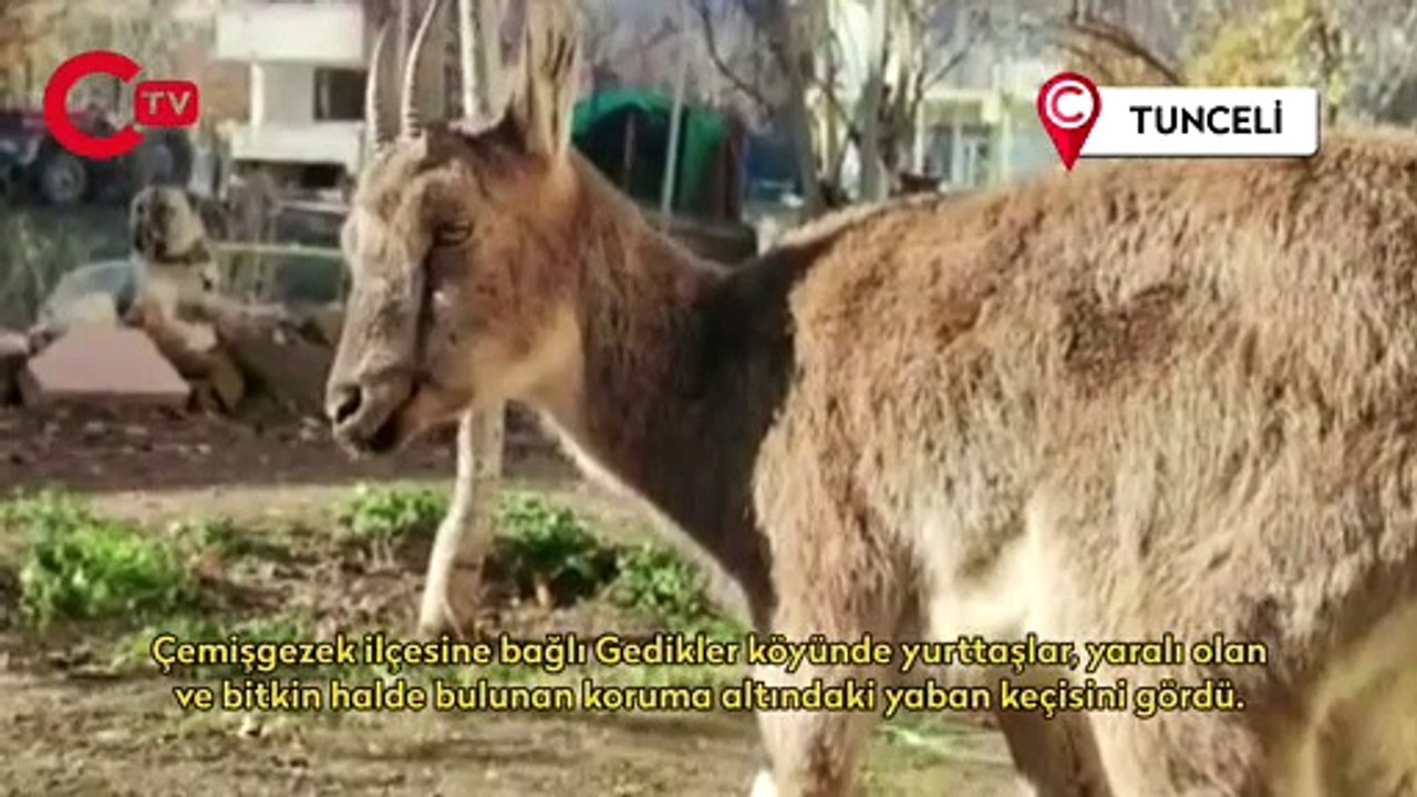 Yaralı halde bulunan koruma altındaki yaban keçisi tedavi altına alındı