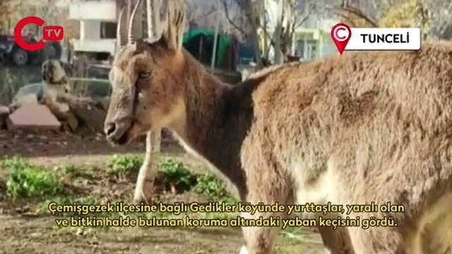 Yaralı halde bulunan koruma altındaki yaban keçisi tedavi altına alındı