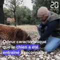 Comment cultive-t-on les truffes ?