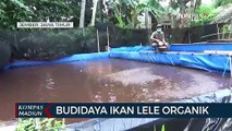 Budidaya Ikan Lele Organik