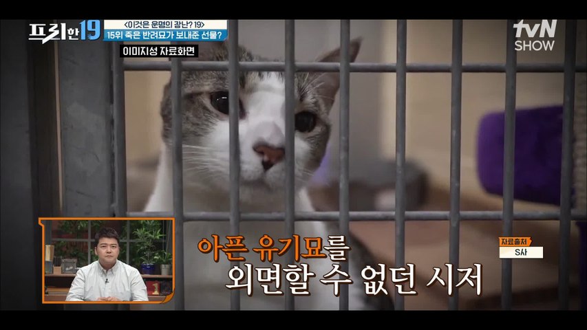 가족 같던 반려묘가 죽은 날 만난 도플갱어 유기묘..ㅠㅁㅠ  [이것은 운명의 장난? 19]