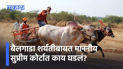 Amol Kolhe: बैलगाडा शर्यतीबाबत माननीय सुप्रीम कोर्टात काय घडलं?