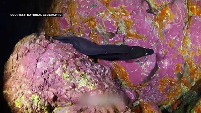 Portuguese islands create Europe’s largest protected marine area