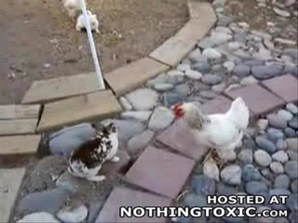 Intervention_poulets