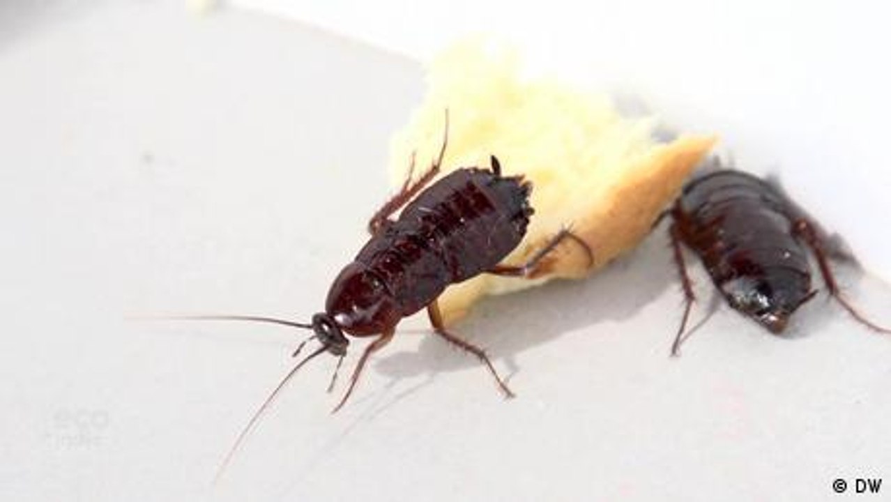 Repellent but essential animals