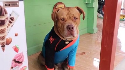 อ่างทอง ส่องความน่ารักของเจ้าตูบหมาวัดสนามชัย