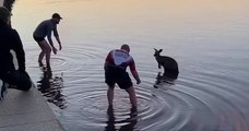 Australie : trois hommes ont sauvé un kangourou pris au piège dans un lac gelé
