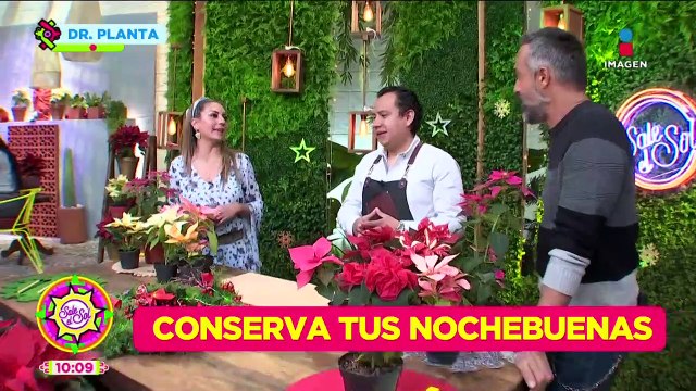 Nochebuenas: Origen, sus 100 tipos, cuidados y más