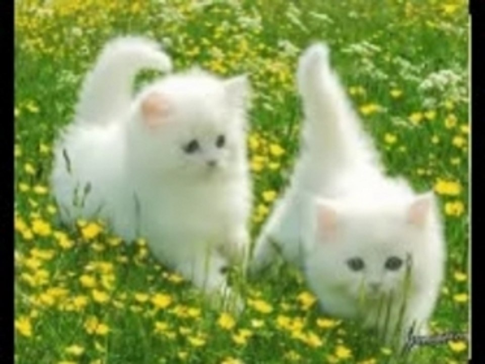 Fokaha 01 lol mdr dahka 2008