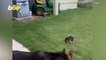 Dog Dash! Watch This Funny Video of a Big Dog Chasing a Small Dog Around a Pool!