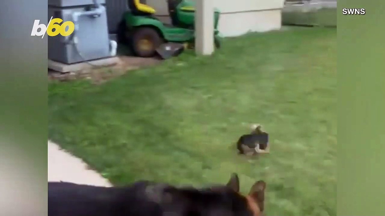 Dog Dash! Watch This Funny Video of a Big Dog C...