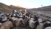 Siirt'te 10 bin lira maaşla çalıştıracak çoban bulamıyorlar... Bu işi bir hafta yapan ikinci hafta kaçıp gidiyor