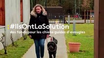 A Mérignac, une école de chiens guides pour déficients visuels recherche des donateurs et des familles d’accueil