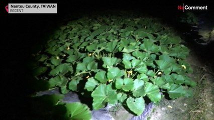 Chasse au crapaud géant à Taïwan : mais comment est-il arrivé là?