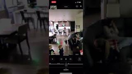 Toddler Throwing Ball For Dogs Clocks Mom on the Head