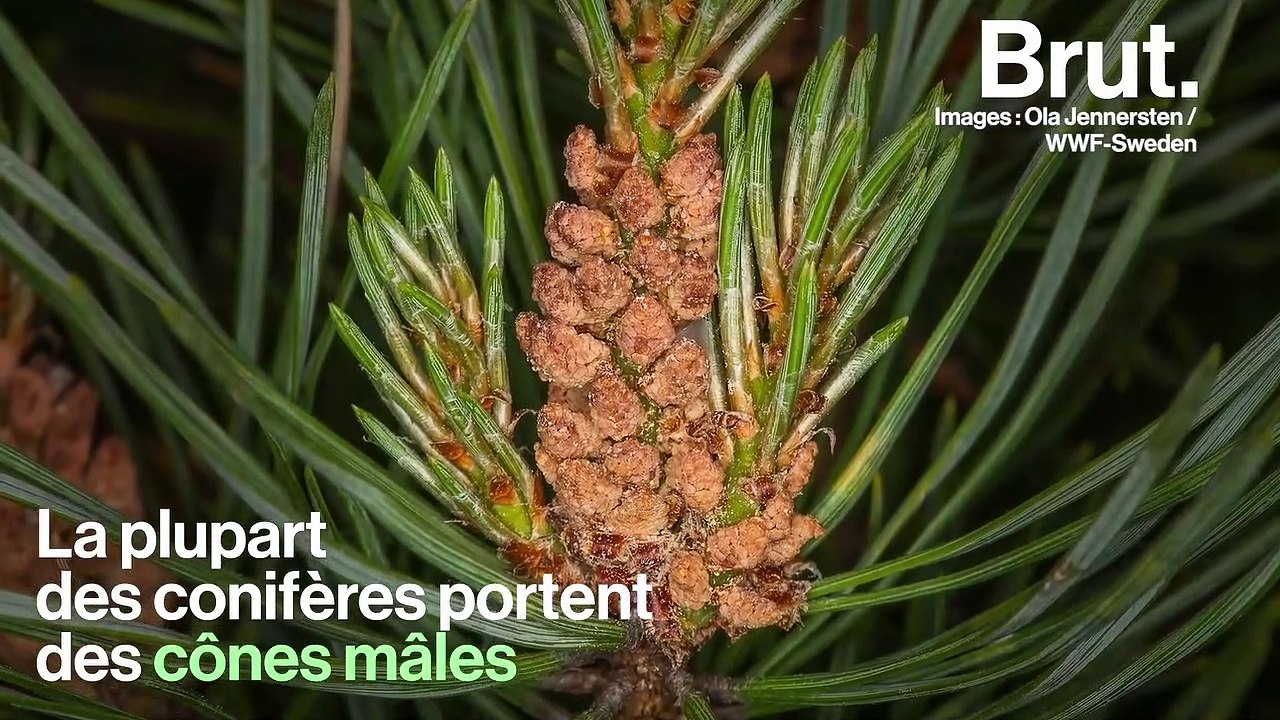 À quoi servent les pommes de pin ?