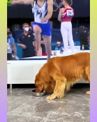 --Smart Dog Video --__02__ _short(480P)