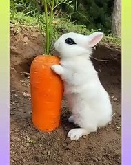 Cute Rabbit Video Compilation _03(480P)