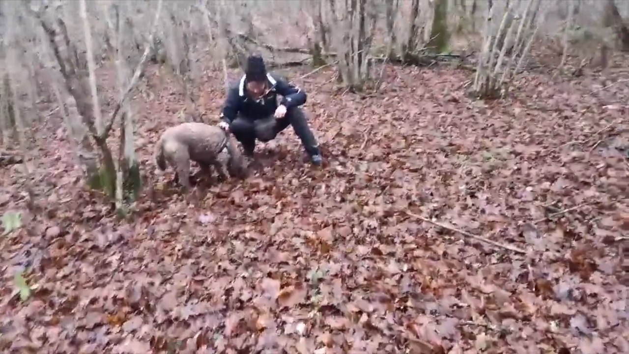 Le cavage ou la recherche de la truffe d’automne